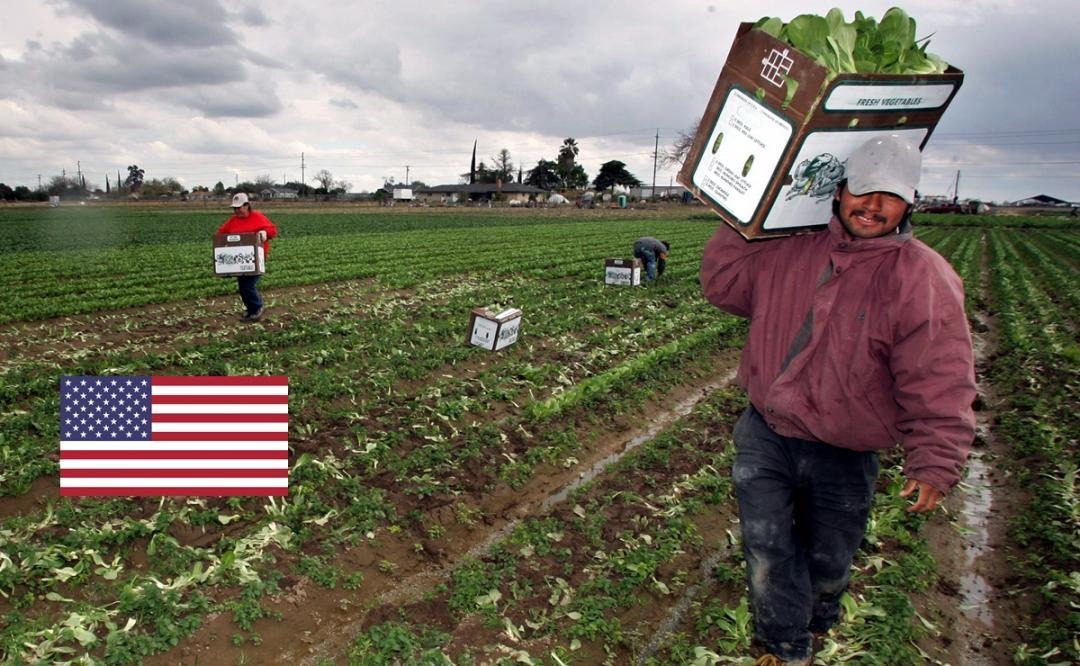 ¿Quieres trabajar en el campo? Las empresas de EEUU con más peticiones aprobadas