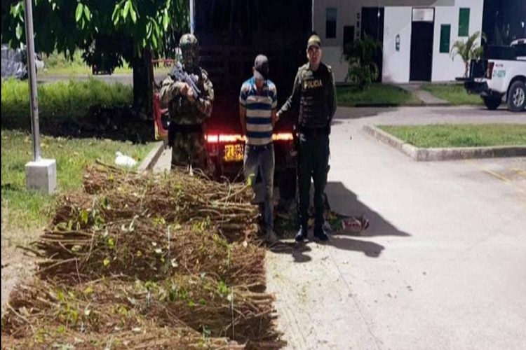 Capturaron a un venezolano con 500 kilos de semillas de coca en Colombia (FOTO)