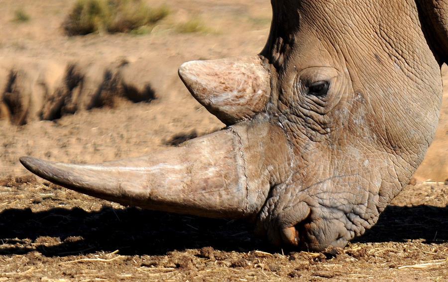 La caza de rinocerontes disminuye en África y Asia, pero la especie sigue en peligro