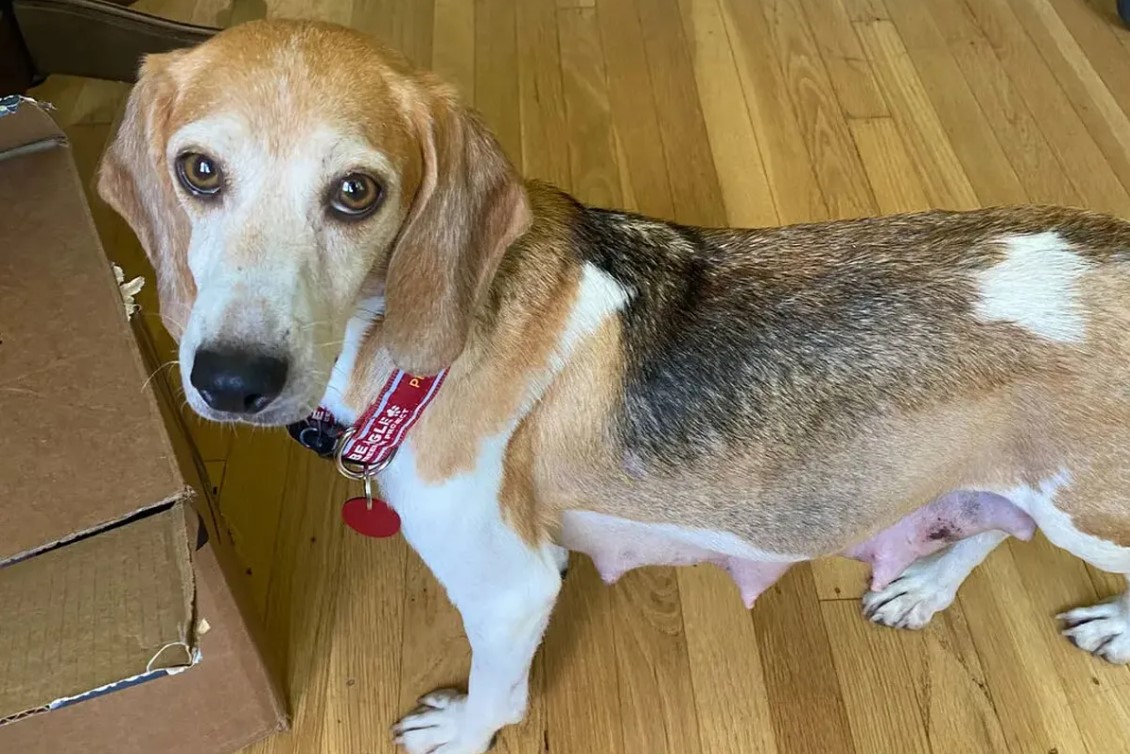 La dramática historia de Momma Mia, la perra beagle que adoptaron Harry y Meghan para su casa en California