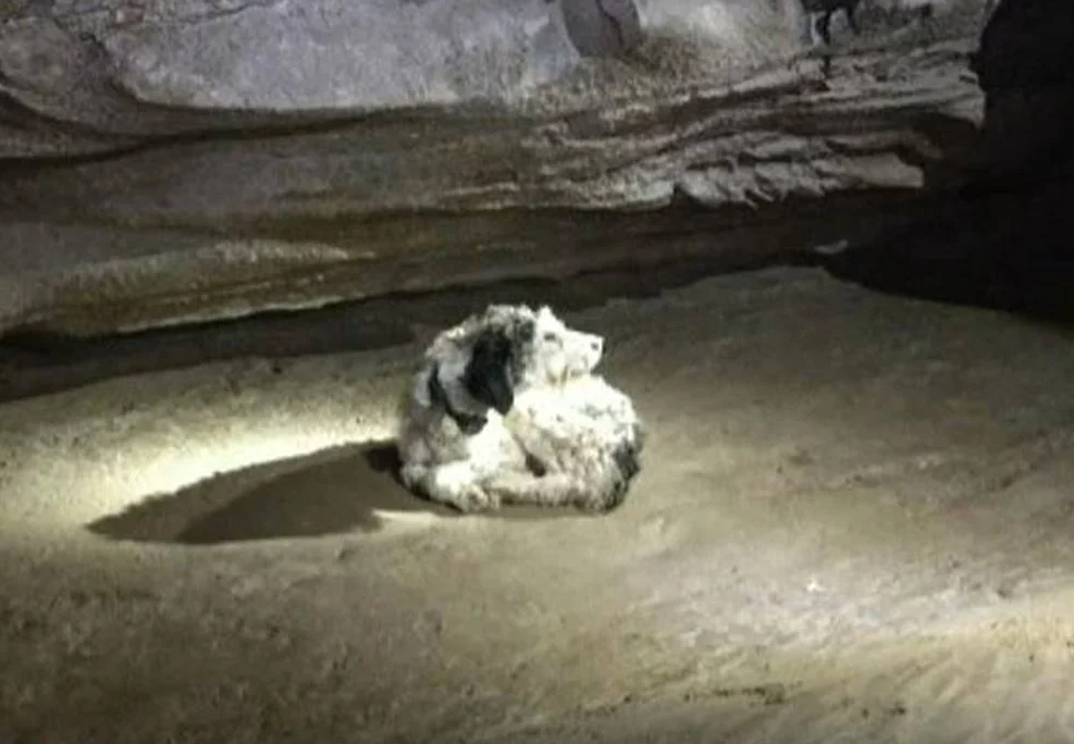 Perrita desapareció misteriosamente y la encontraron dos meses después a 150 metros bajo tierra (FOTOS)