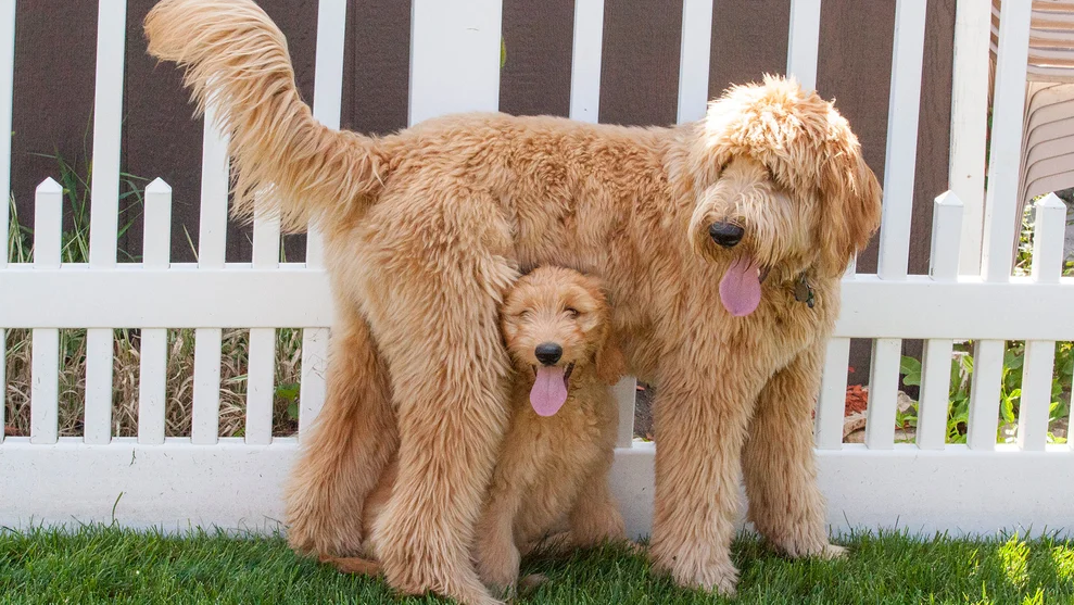 Los “perros de diseño” son una creciente preocupación para los caninos