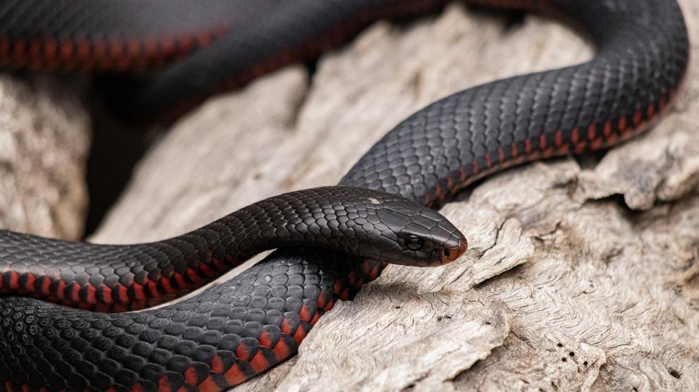 VIDEO: El susto que se llevó una familia al ver enorme serpiente en el inodoro