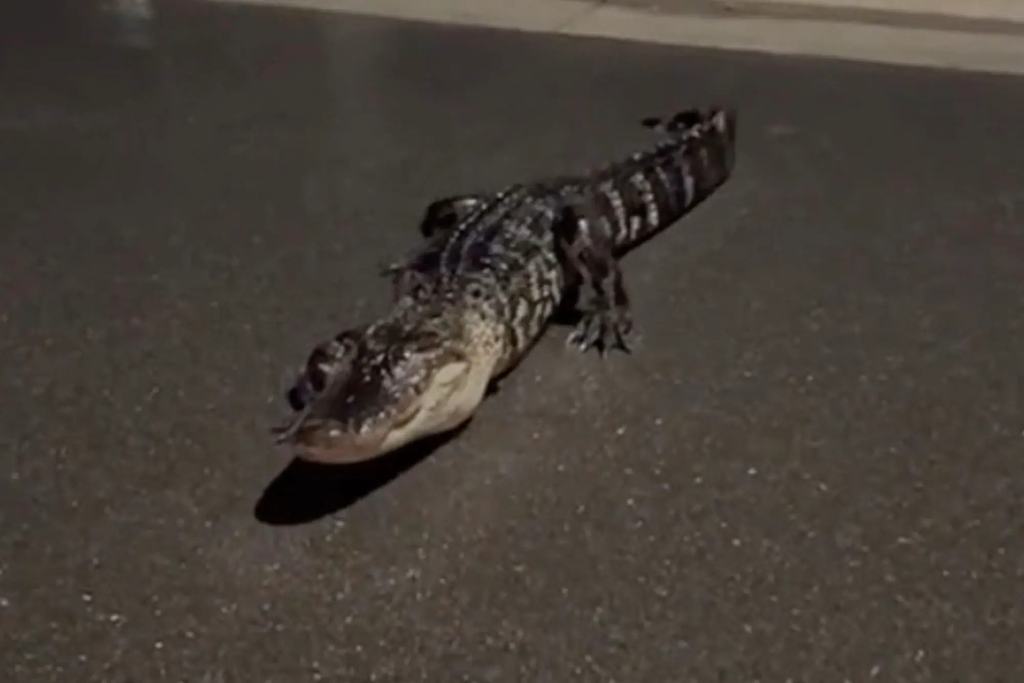 Caimán de tres patas en Florida se vuelve VIRAL en TikTok (VIDEO)