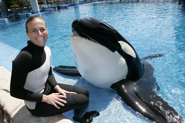 Orca psicótica arrancó el cuero cabelludo y desmembró a su entrenadora frente a turistas horrorizados en Orlando