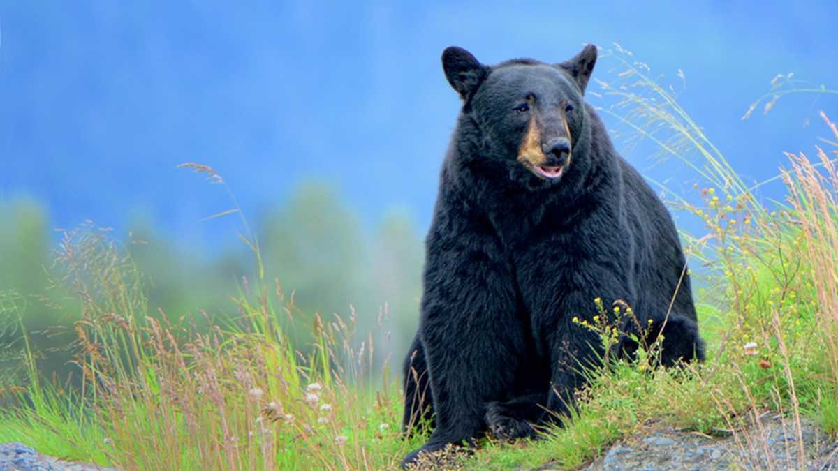 Oso negro no aguantó el calor y decidió refrescarse en piscina de una casa en California (VIDEO)