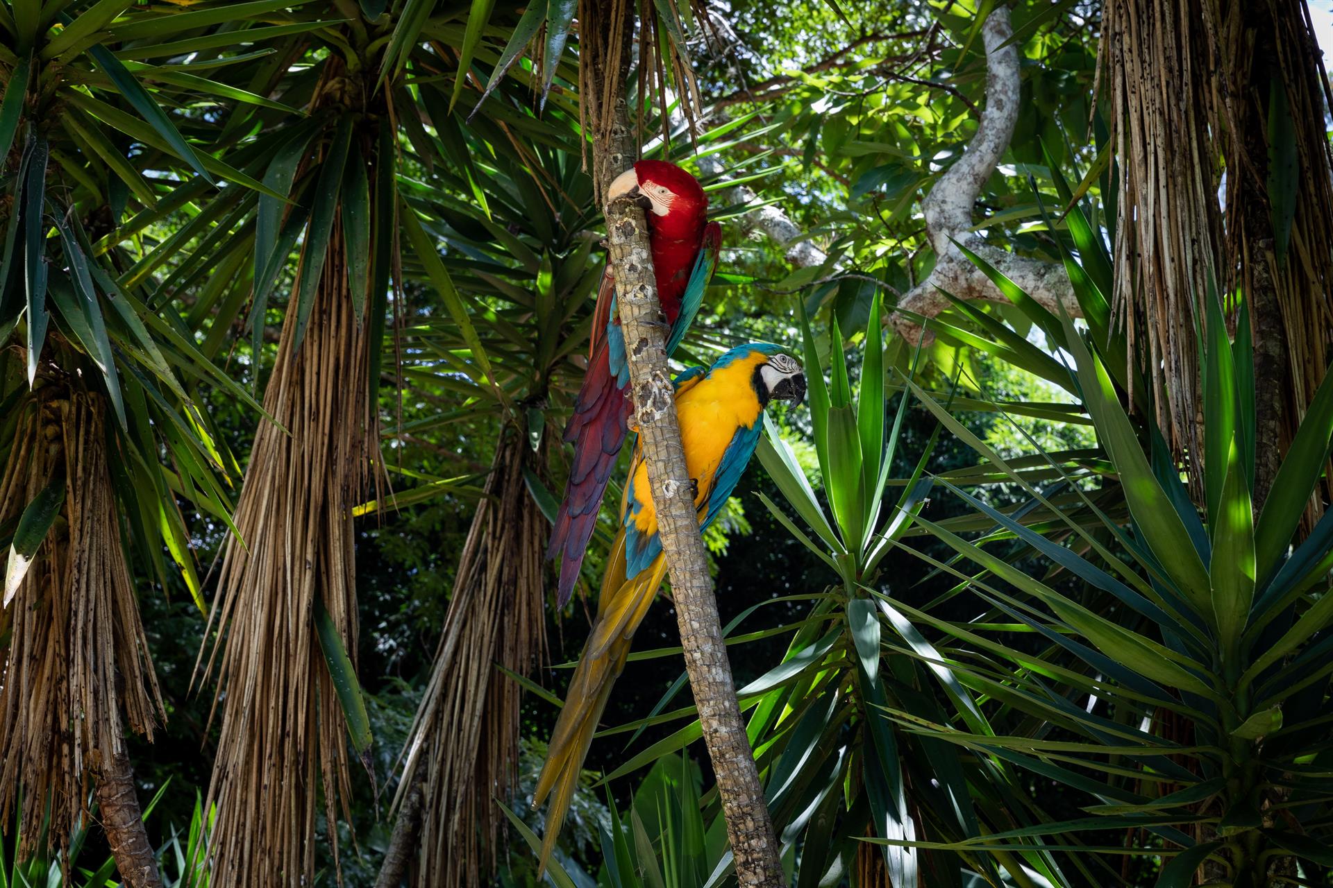 Casi 400 aves fueron rescatadas en Lara de una red de tráfico de fauna silvestre