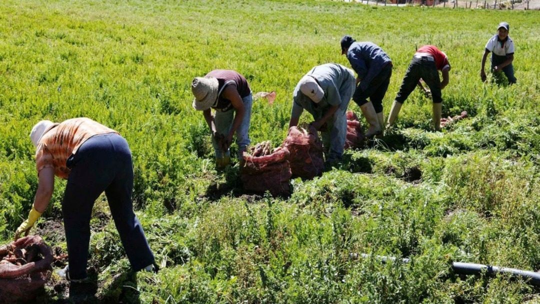 Informe de UNT revela que sector agroindustrial no crece por dramática reducción de consumo de alimentos