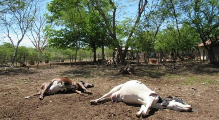 Alertaron que las reses en Trujillo están muriendo por una “rara peste”