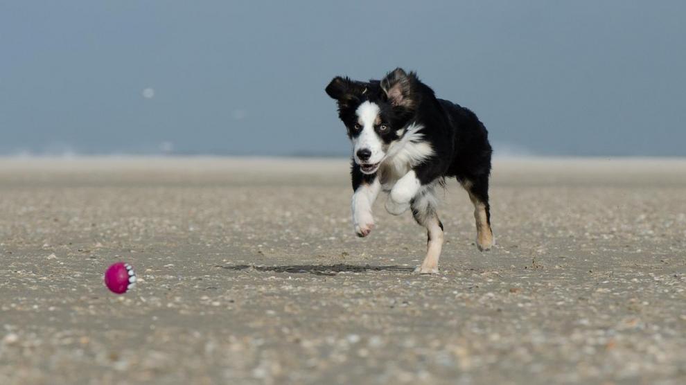 ¿Existen los perros genios? Estudio afirma que sí: estas son sus principales características