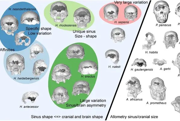 ¿Descubrieron una nueva especie humana? Lo que se sabe hasta el momento