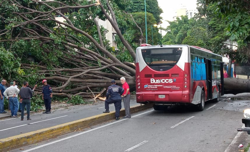 VIDEO: Árbol caído estuvo a punto de aplastar un autobús repleto en San Bernardino