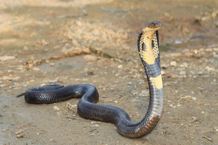 “Houdini”, la cobra real que escapó de manera increíble en un zoológico