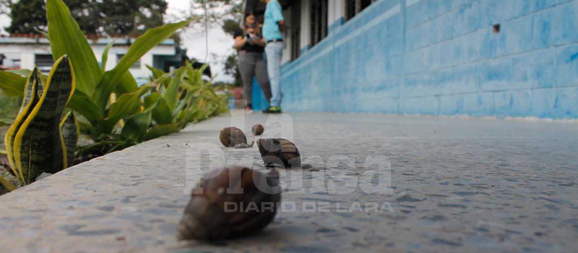 Caracoles africanos invaden la escuela Ruiz Pineda I de Barquisimeto