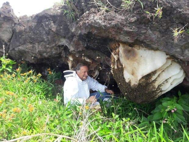 Las abejas que salvarán el planeta hacen la miel más pura en Isla de Pascua (Fotos)