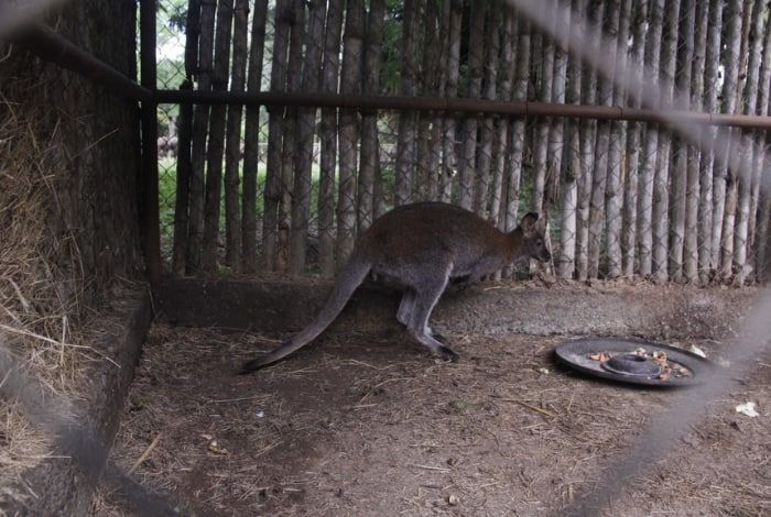 El parque Bararida de Barquisimeto recibió a dos “canguros enanos”