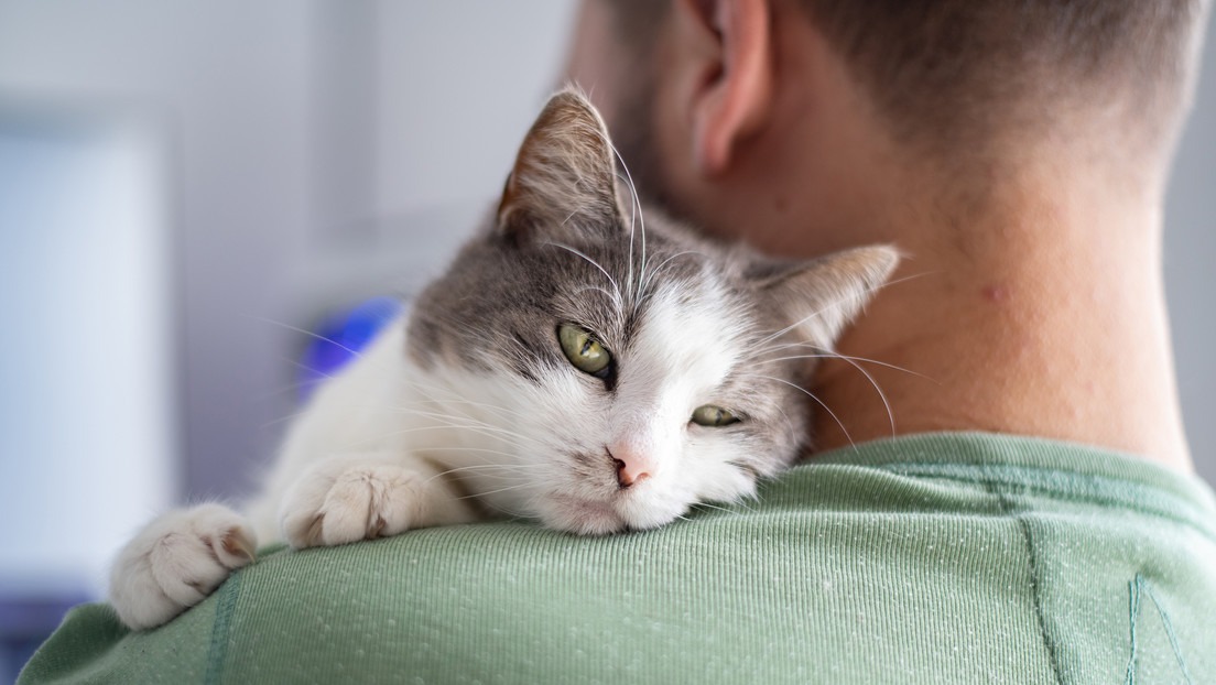 Tropieza con su gato, sufre heridas como si hubiera tenido un accidente de auto y espera 14 horas por ayuda