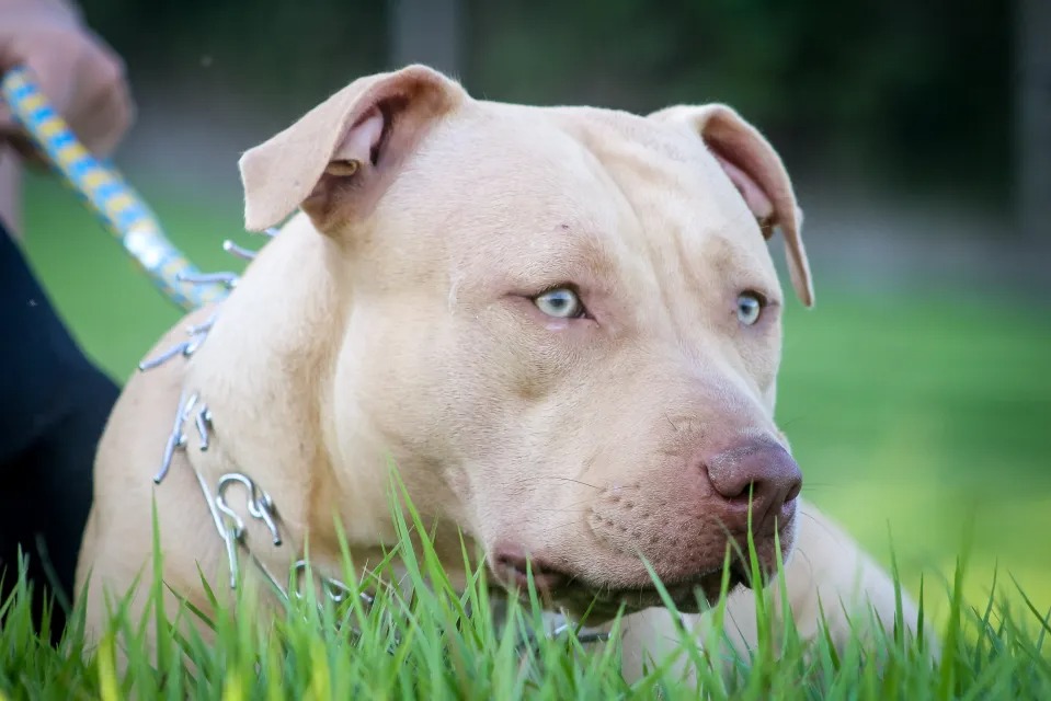 Anciana fue mutilada hasta la muerte por un pitbull en Virginia