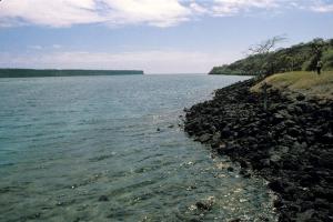 Hallan un bosque submarino de algas tropicales en las islas Galápagos