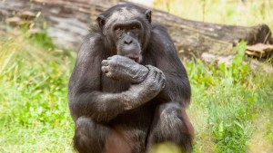 Cinco chimpancés escapan de sus jaulas y tres son abatidos a tiros en un zoológico de Suecia