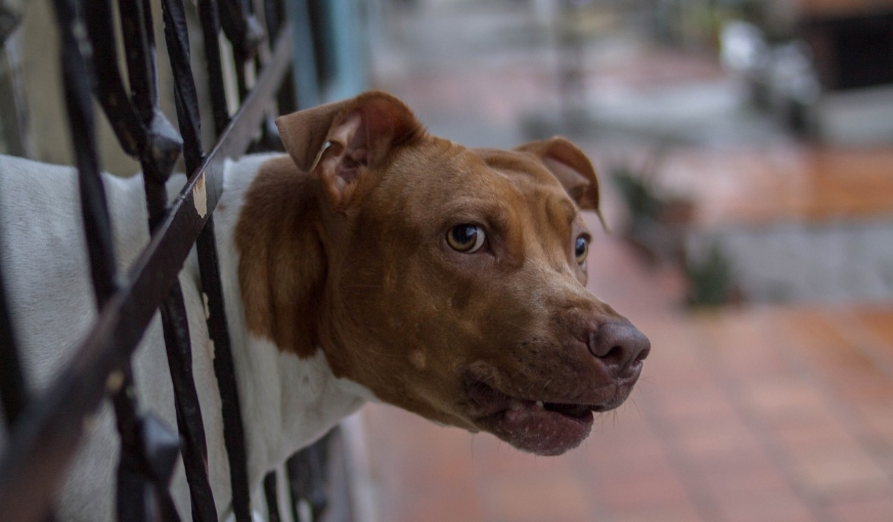 Sufrió un infarto después de ser perseguido por una jauría de perros