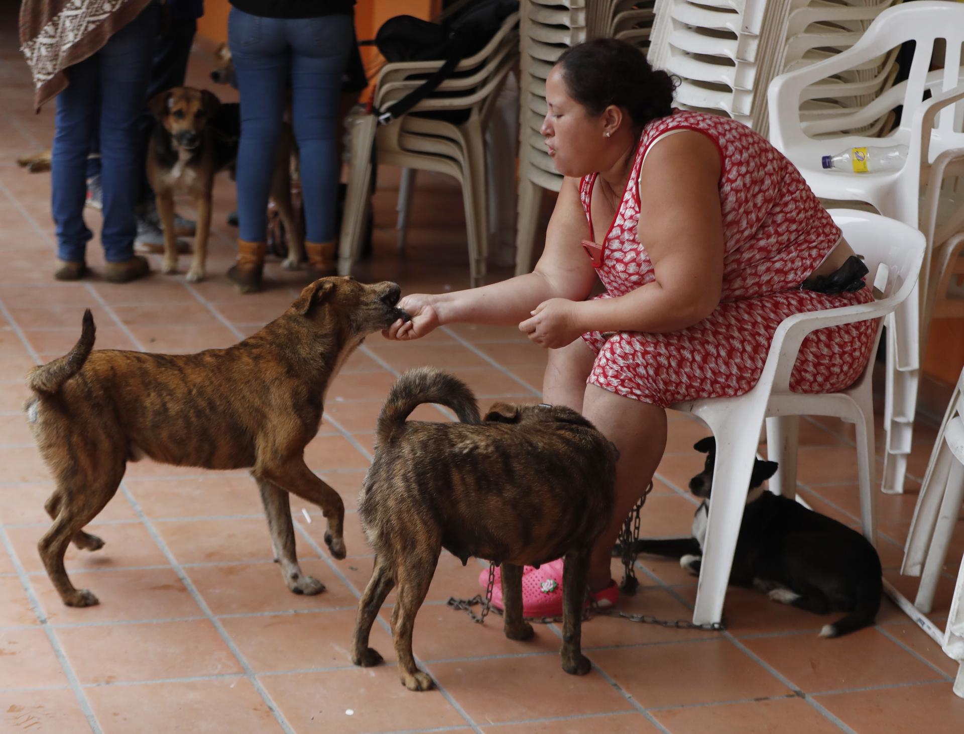 Sus leales perritos le salvaron la vida a una mujer durante avalancha en Colombia