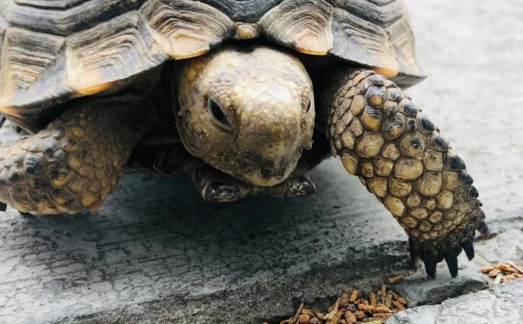 Las tortugas e iguanas de Galápagos son las víctimas menos conocidas de las bandas de narcotraficantes