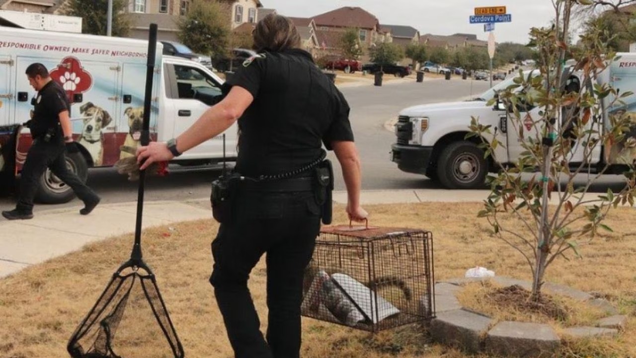 ¿Cómo llegó ahí? Encontró en su casa de Texas una exótica especie suramericana