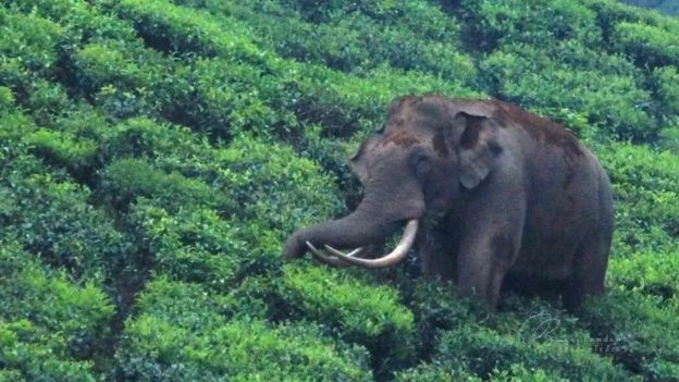 La singular historia del amistoso elefante cuya fama se convirtió en una maldición