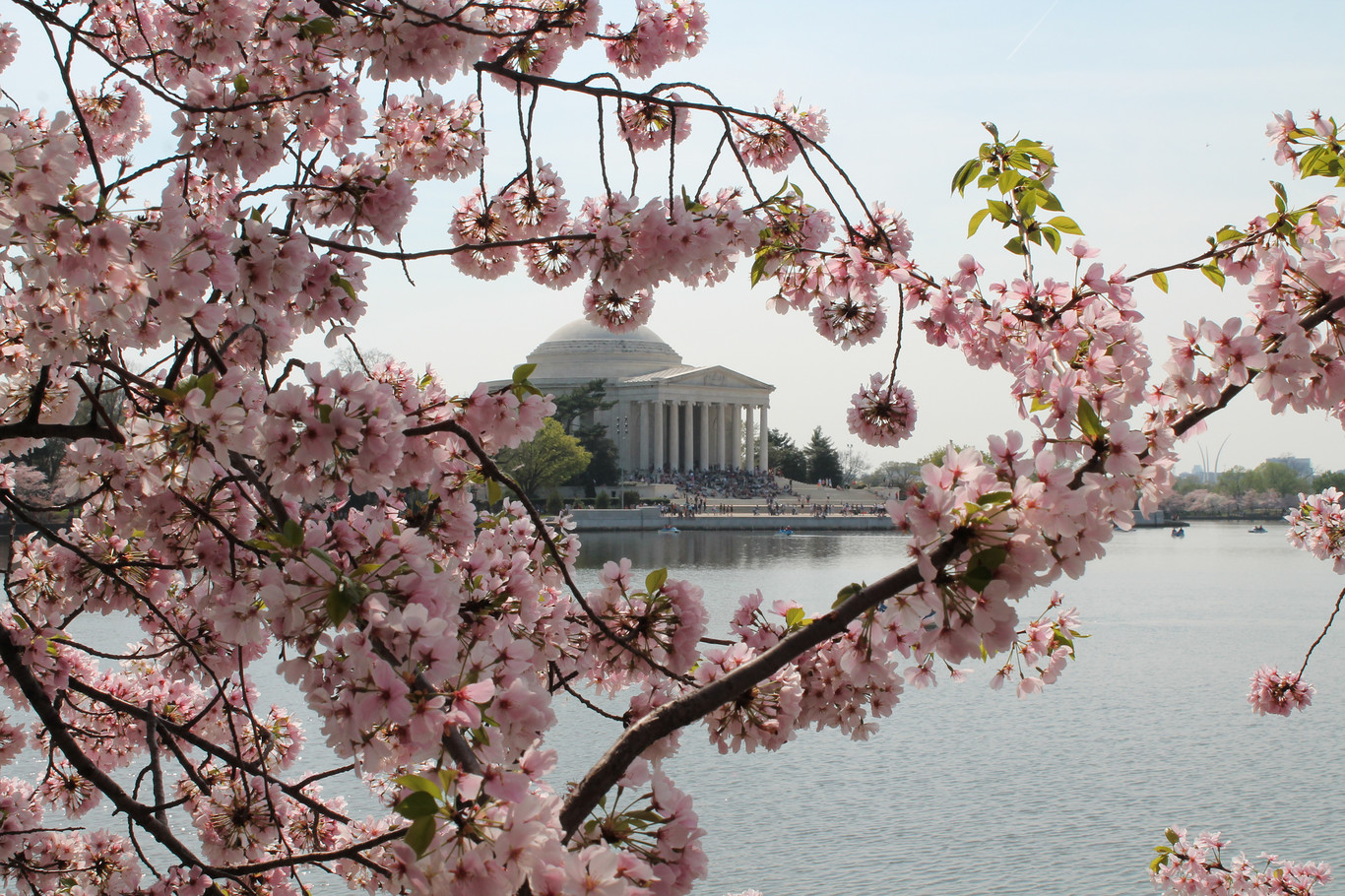 Cerezos en flor en Washington y nieve en el letrero de Hollywood