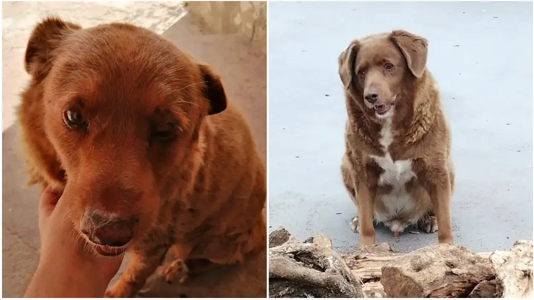 Bobi, el perro más longevo del mundo, muere a los 31 años de edad