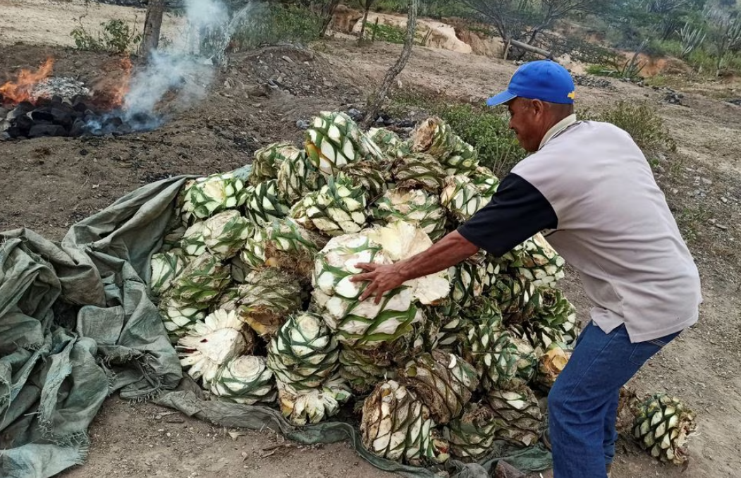 El cocuy venezolano gana premios mientras los productores se enfrentan a obstáculos