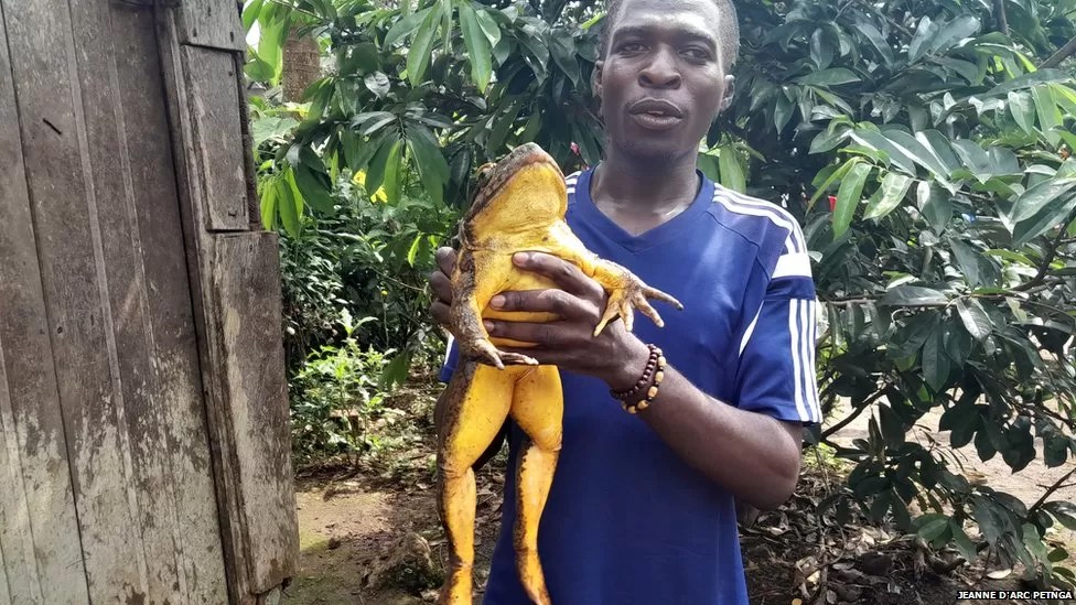 La misión de salvar a la rana más grande del mundo (FOTOS)