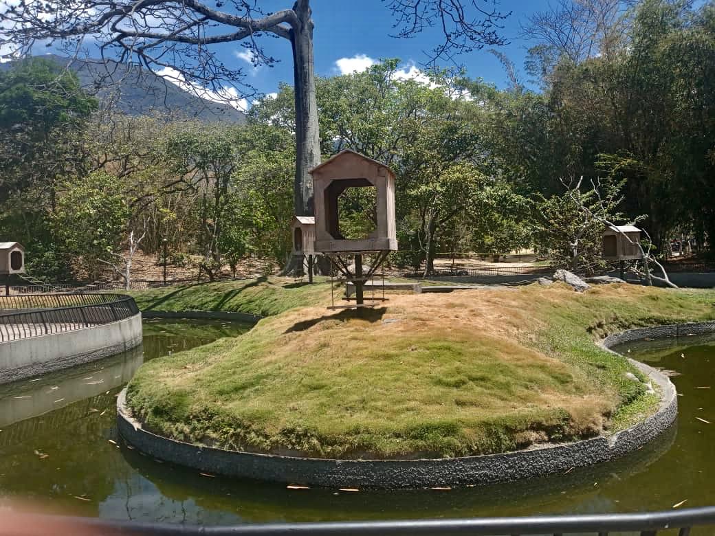 Enjambre de abejas habría matado a 11 monos capuchinos en el Parque del Este