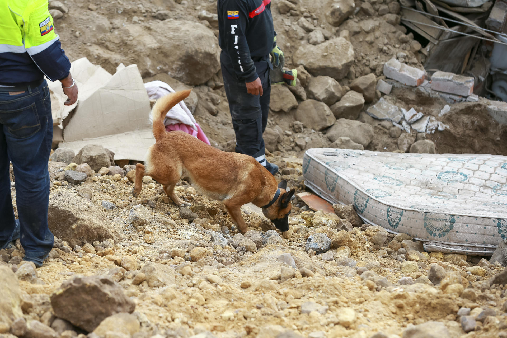 Jacob, el perro que busca a su familia tras gigantesco alud en Ecuador