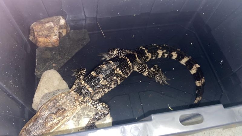 Raro descubrimiento: Encuentran un reptil exótico de casi un metro en un parque de Filadelfia