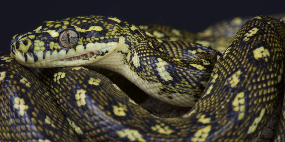 Granjero captó EN VIDEO a una serpiente que “explotó” tras comerse una vaca entera