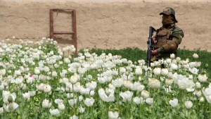 La prohibición de la amapola en Afganistán podría tener un grave “efecto secundario” en Europa