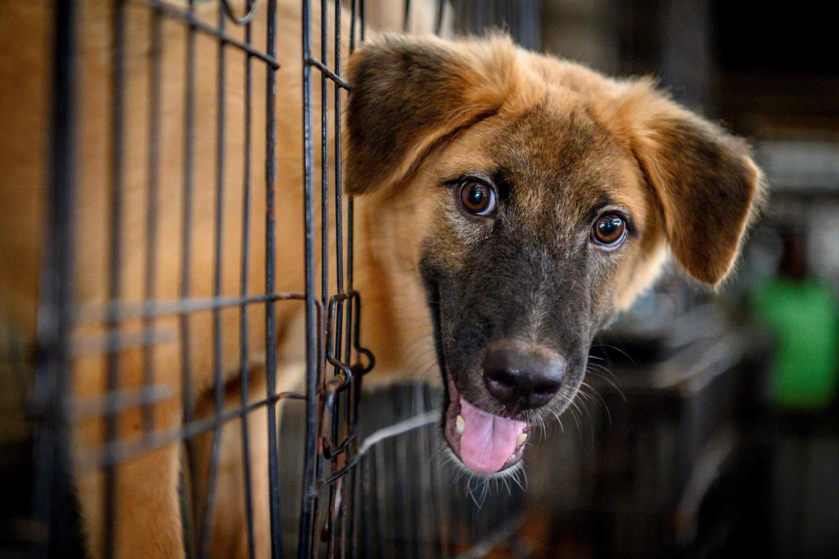 Corea del Sur hará un esfuerzo titánico para cerrar la infame industria de carne de perro