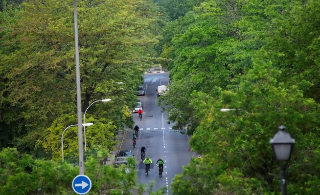 La importancia de reducir el asfalto y plantar más árboles en las ciudades de España: “Evitan muertes por calor”