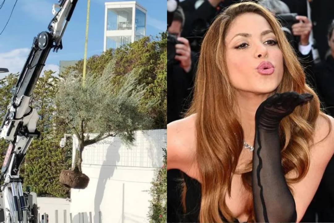 La verdad detrás del árbol que decían Shakira se había llevado de su casa de Barcelona a Miami