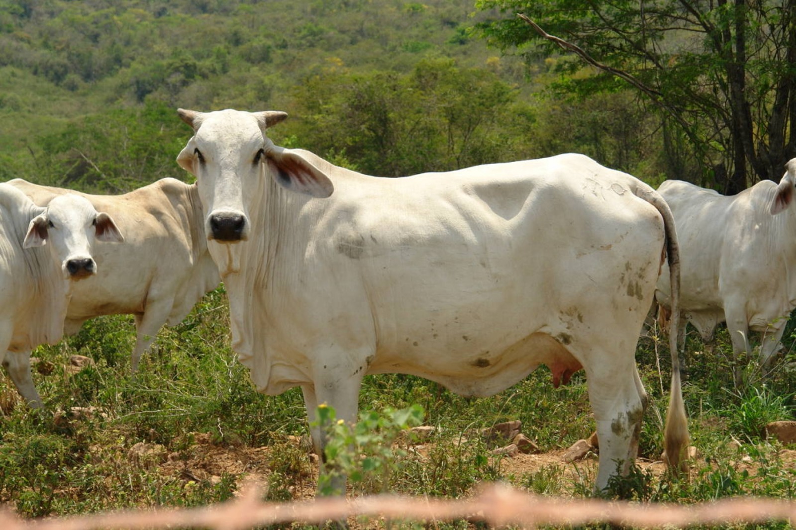 Cayeron cuatreros que “hacían de las suyas” en fincas de Guárico