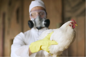 Academia Nacional de Medicina pidió al régimen de Maduro tomar medidas para afrontar la gripe aviar