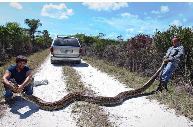 La invasión de pitones birmanas se extiende en Florida