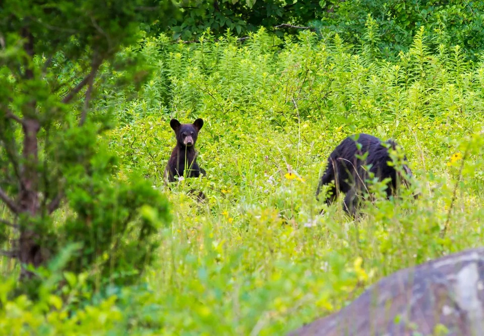 Fue atacada por un oso negro mientras paseaba a su perro