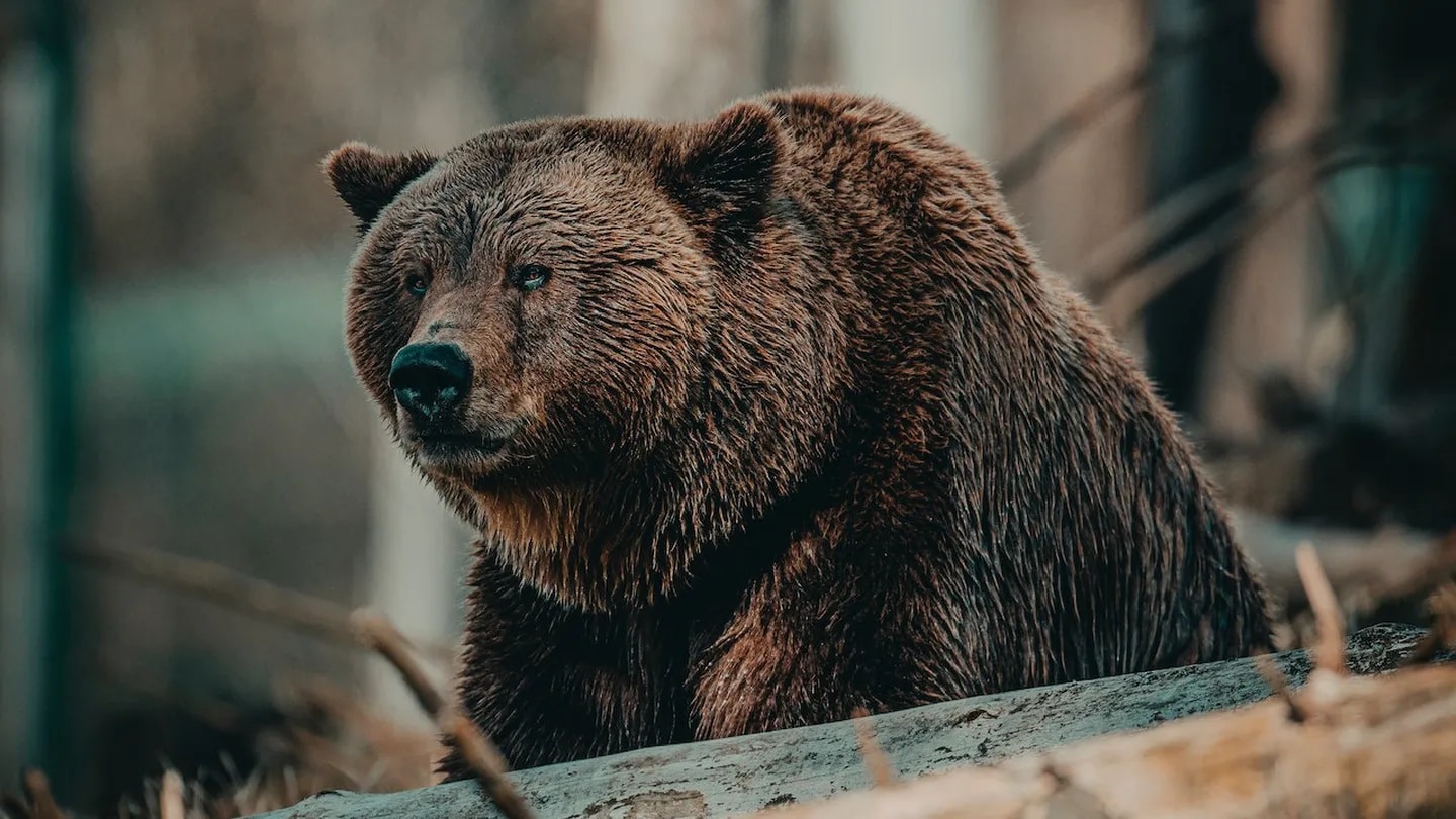 Oso se metió en una panadería de Connecticut, se comió lo que encontró y aterrorizó a los empleados