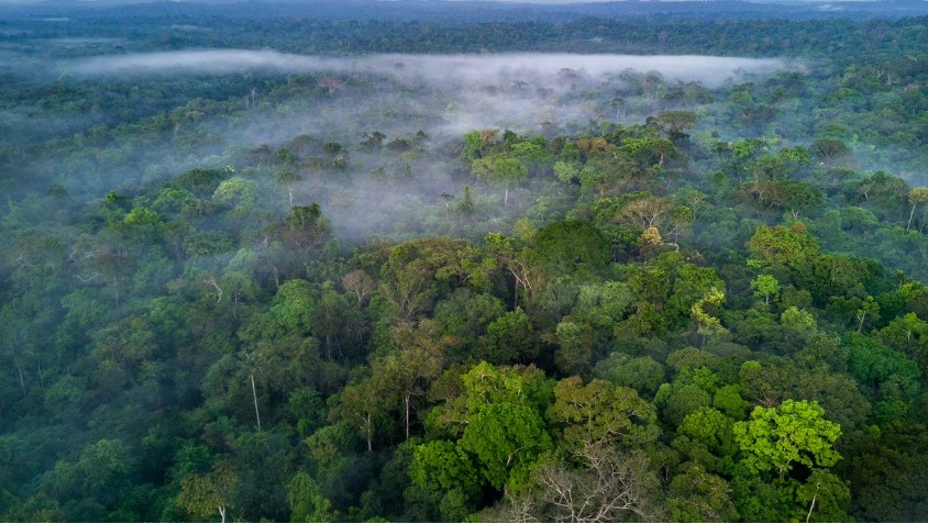 Mujer se hizo VIRAL al perderse en un bosque por cinco días y sobrevivir… ¡Tomando vino! (Video)