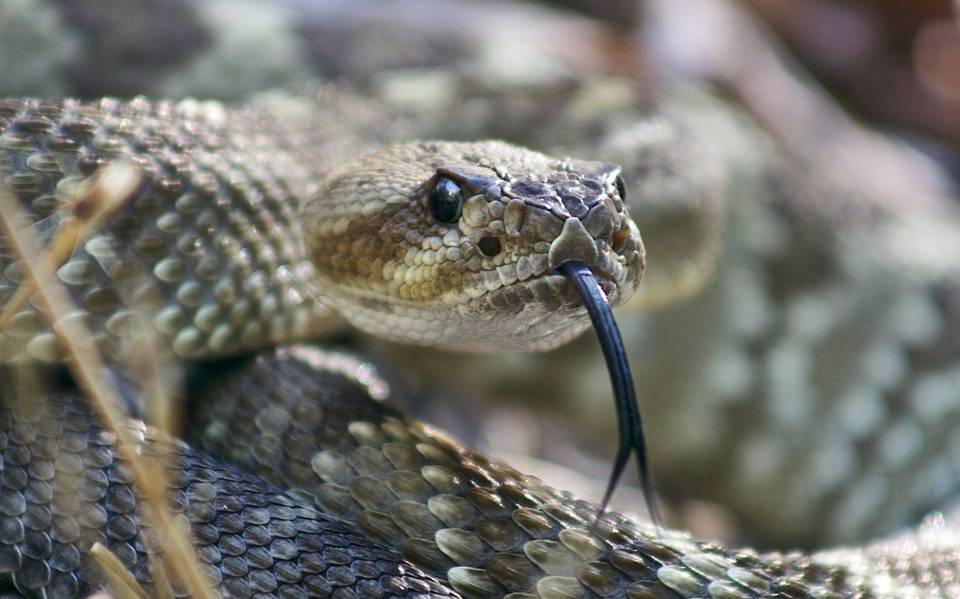 Bebía una copa en un restaurante de Dallas hasta que una serpiente se le trepó encima (VIDEO)