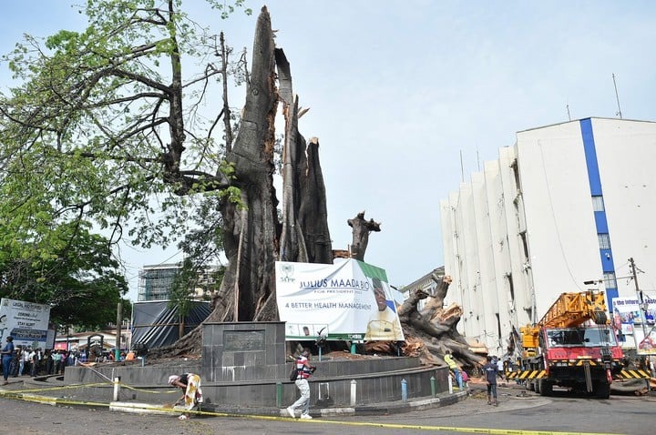 Una tormenta destrozó uno de los árboles más famosos del mundo