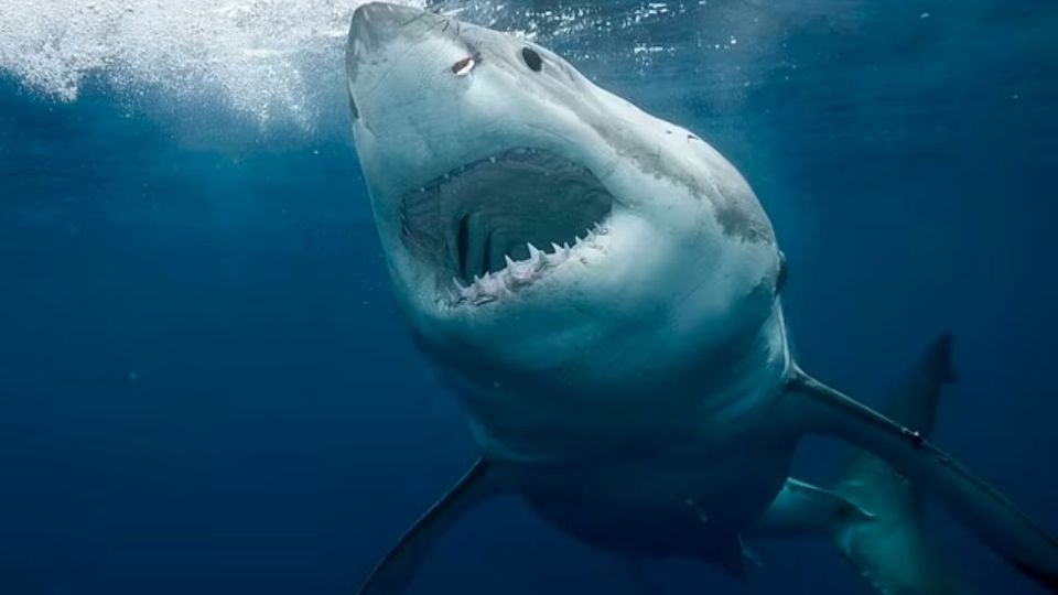 “Jekyll”: Buscan enorme tiburón de tres metros y más de 150 kilos que siembra el terror en costas de EEUU